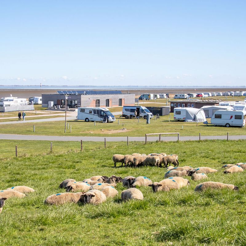 Schafe am Deich mit Blick auf den Strandcampingplatz Dangast