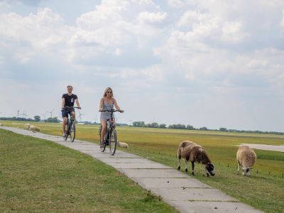 Fahrrad trifft auf Schafe am Deich im Nordseebad Dangast