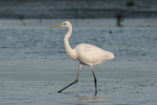Silberreiher im Nationalpark Wattenmeer