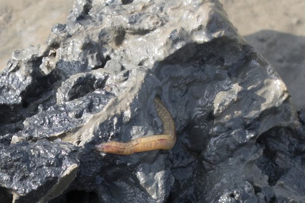 Seeringelwurm im Schlickwatt