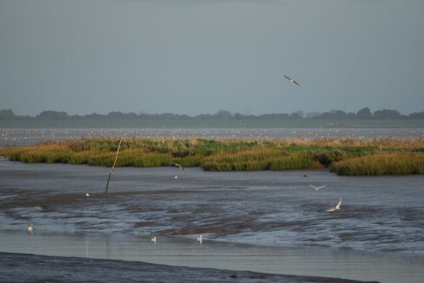 Wattenmeer am Vareler Hafen