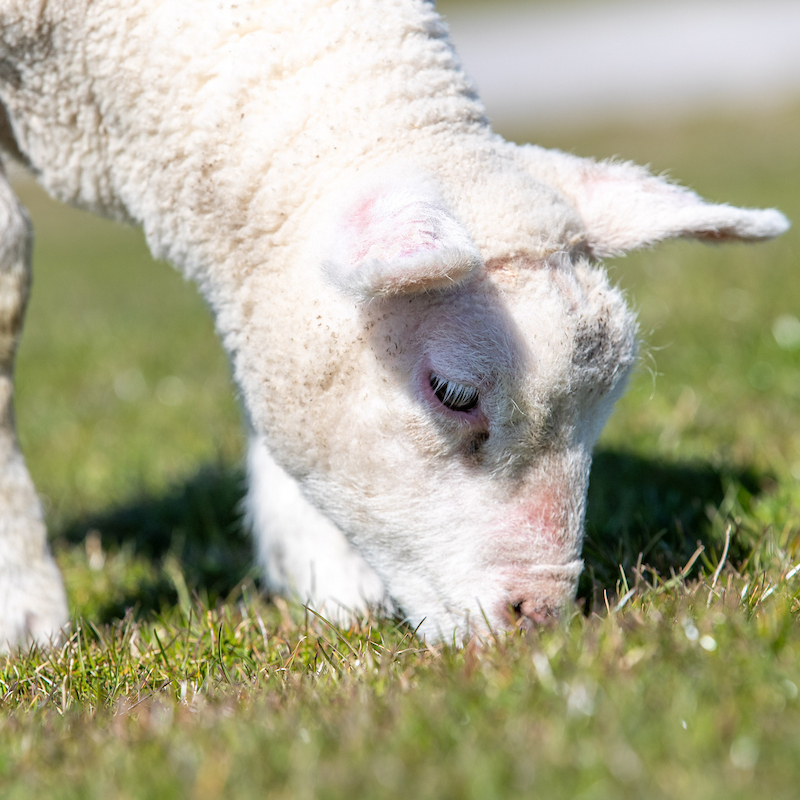 Lamm frisst Gras am Deich in Dangast