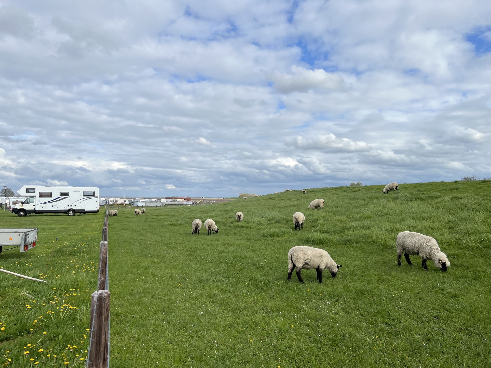 Schafe neben Wohnmobil in Dangast