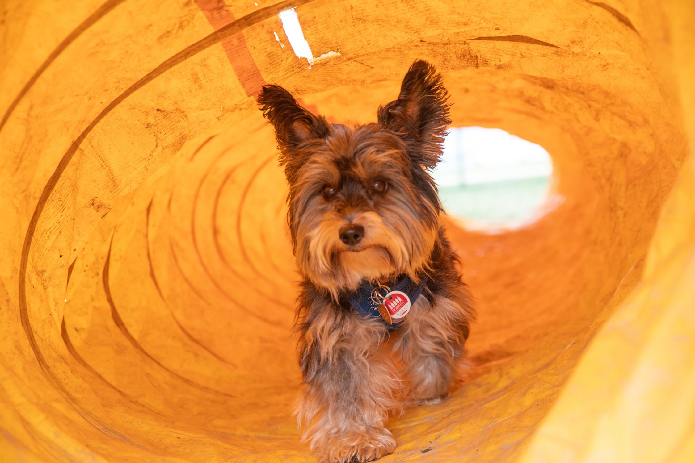 Hund rennt durch Tunnel auf Freilauffläche in Dangast
